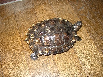 ノコヘリマルガメ